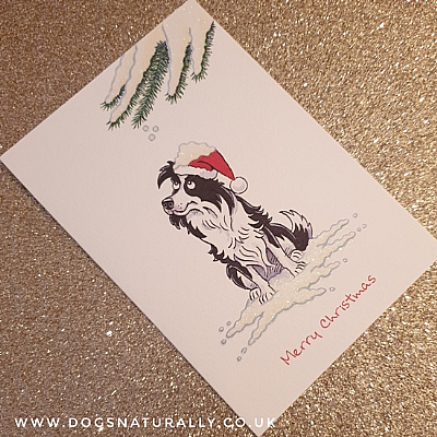 Border Collie Christmas Card (Flitter Range)